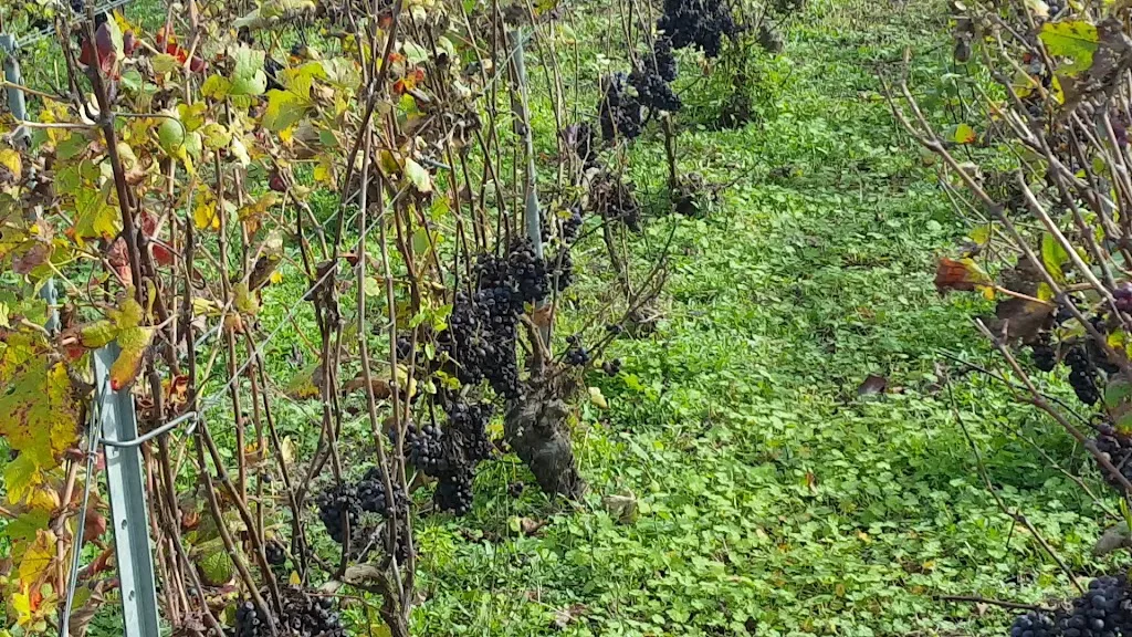 Camping Les Sapins des Vignobles - photo 3