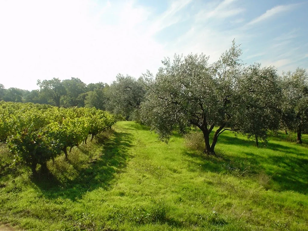 Domaine du Chêne Blanc - photo 1