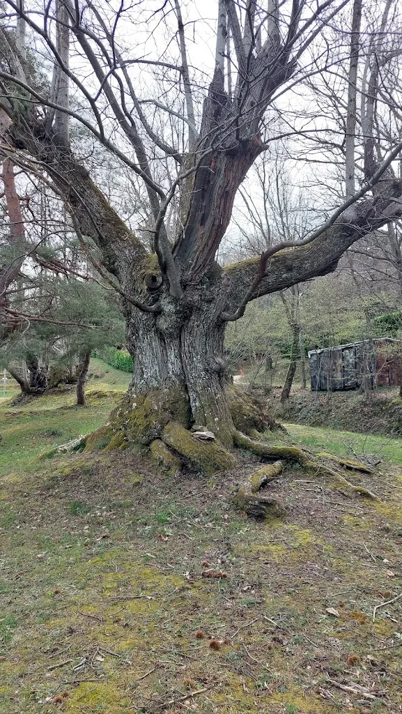 Camping municipal les Chataîgniers - photo 2