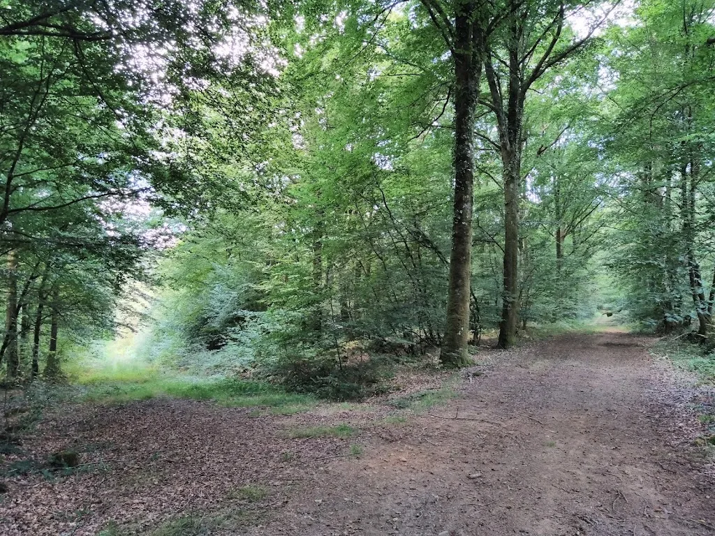 forêt - photo 1