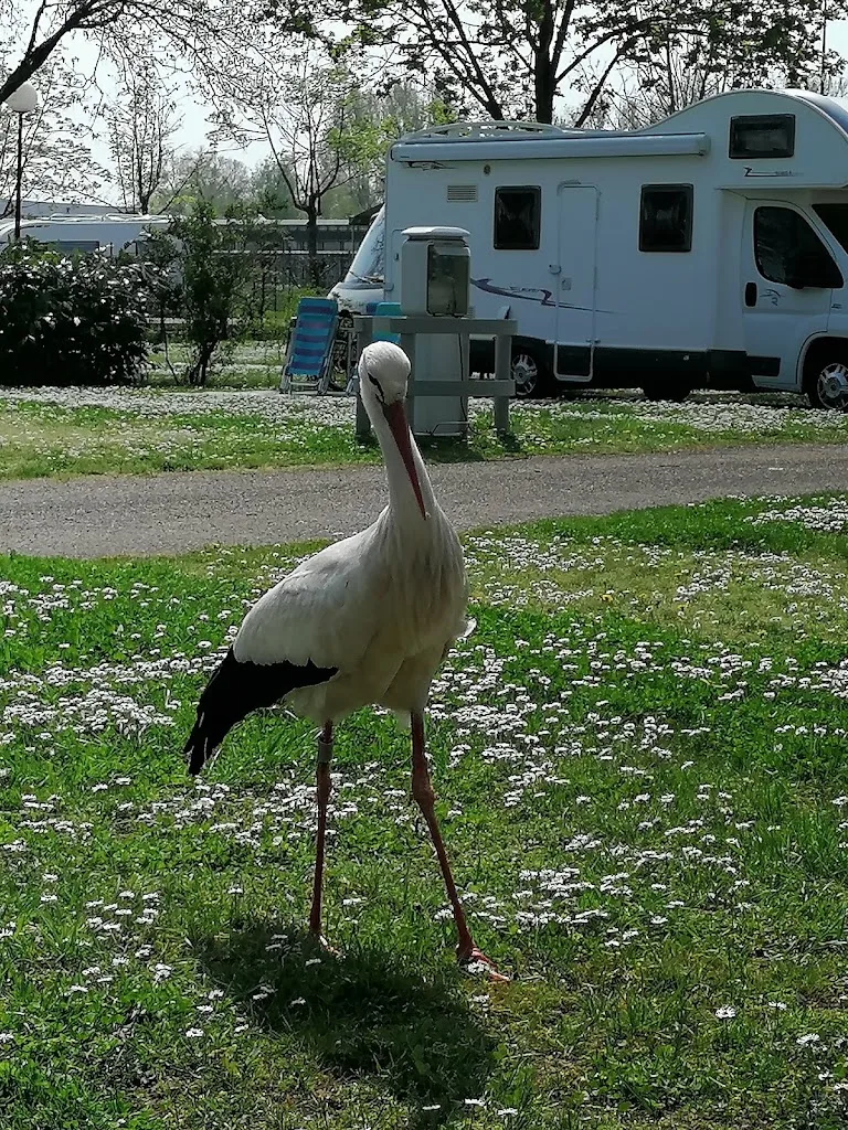 Camping Les Cigognes - photo 2