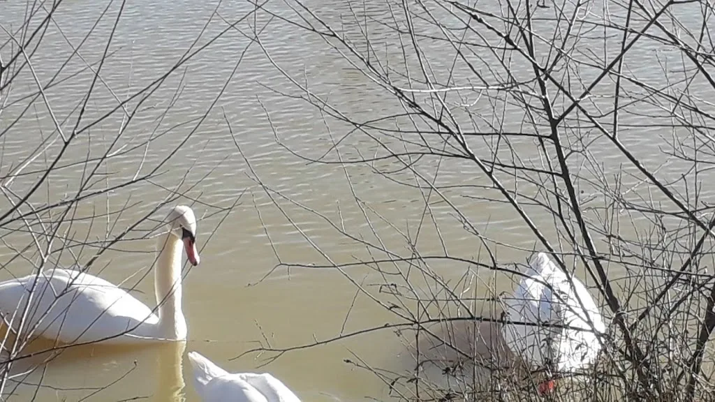 Camping Municipal et Village vacances du lac - photo 3
