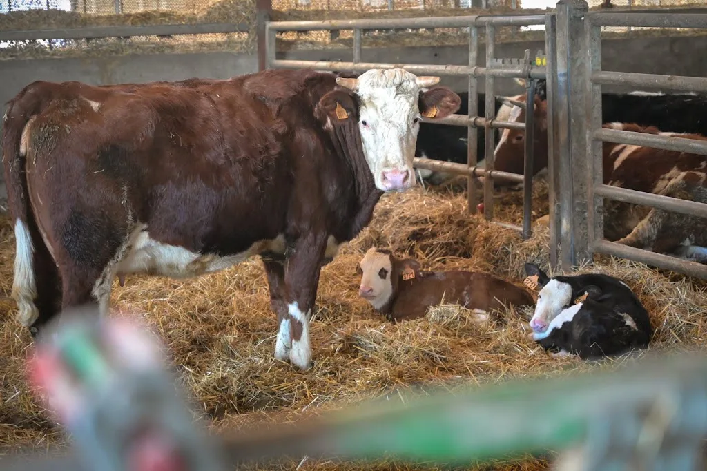 camping de la ferme du pichet - photo 1