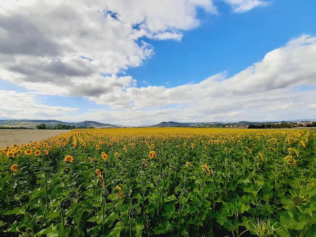 Domaine de Longat - photo 2