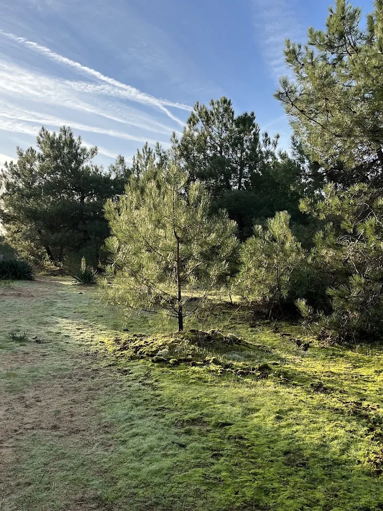 CAMPING LA PINEDE - photo 2