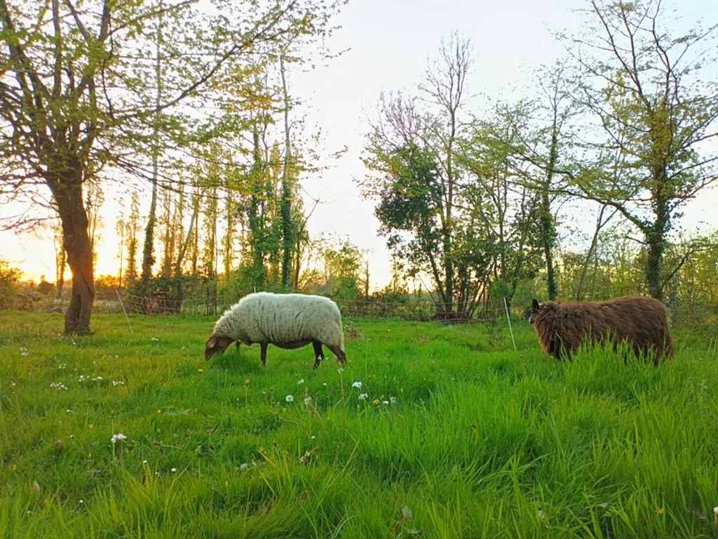 Camping des noues - photo 1