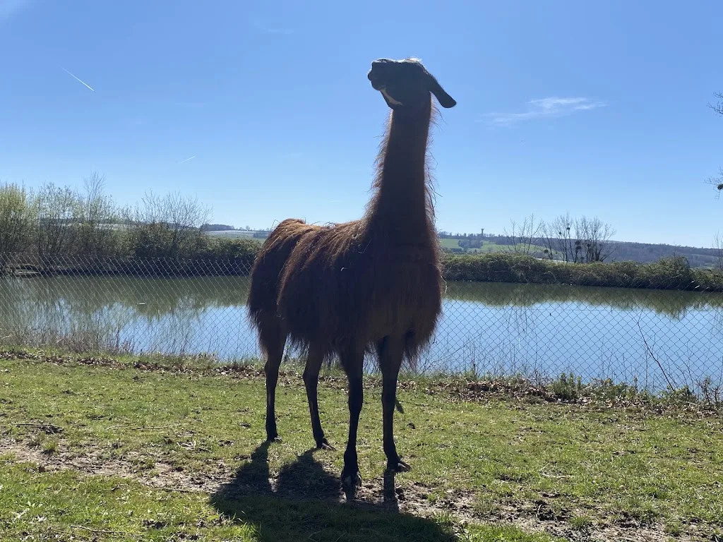 La Ferme des Lamas Dordogne - photo 3