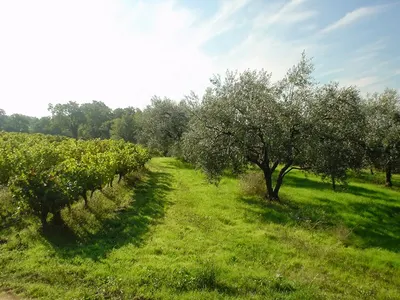 Domaine du Chêne Blanc