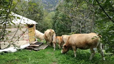 El Manau Camping