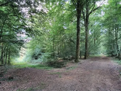forêt