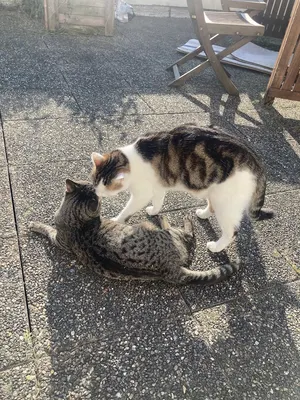 Coclocation