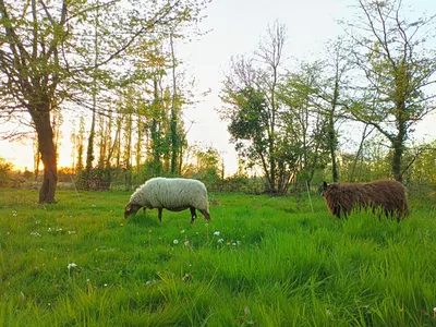 Camping des noues