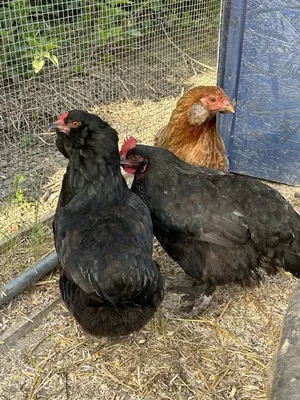 Camping au paradis des oiseaux